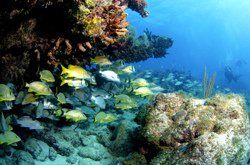 Le paradis des plongeurs, Key Largo, FL