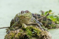 Alligator dans les marais, Henderson en Louisiane