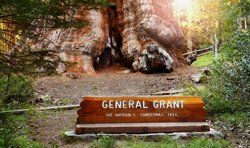 General Grant Tree Trail